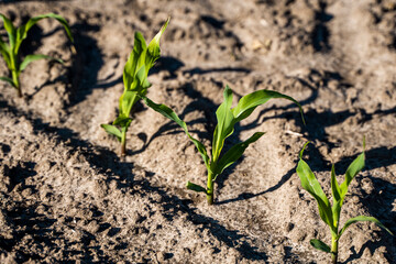 Growing young green corn seedling sprouts in cultivated agricultural farm field, shallow depth of field. Agricultural scene with corn's sprouts in earth closeup.