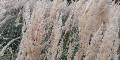 grass in the wind