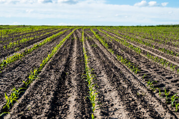 Fototapeta na wymiar Rows of corn sprouts beginning to grow. Young corn seedlings growing in a soil. Agricultural concepts.