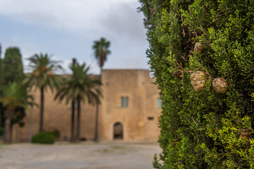 Fototapeta premium Close-up of a cypress tree and in the background out of focus the main facade of the Manacor History Museum, Torre dels Enagistes, on the island of Mallorca, Spain