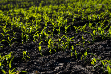 Rows of corn sprouts beginning to grow. Young corn seedlings growing in a soil. Agricultural concepts.