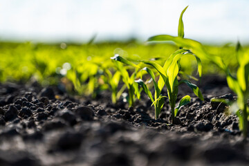 Fresh green sprouts of maize in spring on the field, soft focus. Growing young green corn seedling sprouts in cultivated agricultural farm field. Agricultural scene with corn's sprouts in soil.