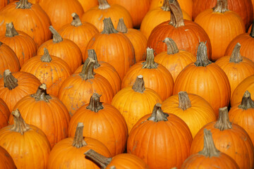 pumpkin harvest in autumn season