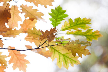 autumn maple and oak leaves, soft brown colors 