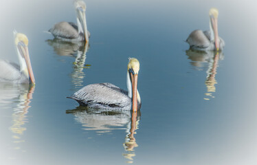 Flocking Together