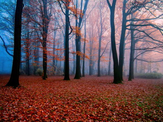 Foggy forest during autumn morning time view