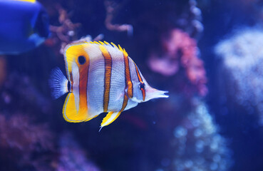 Fototapeta na wymiar close up on beautiful tropical fish in the reef