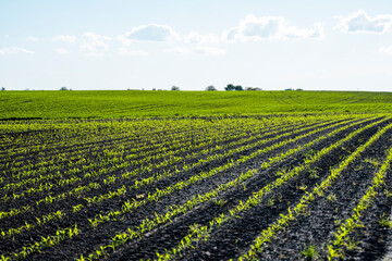 Rows of corn sprouts beginning to grow. Young corn seedlings growing in a fertile soil. An...