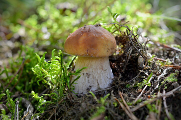 boletus mushroom on a background of green moss