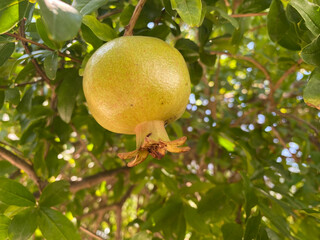 selective focus of green pomegranate growing on tree