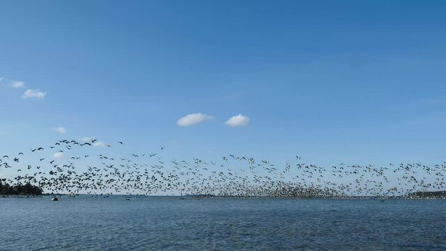 Ducks flying over the sea in autumn. Huge duck flocks during bird migration season in Northern Europe.