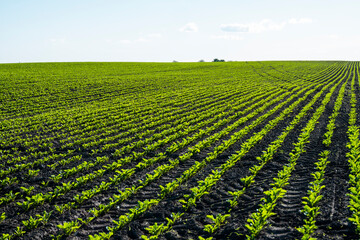 Straight rows of sugar beets growing in a soil in perspective on an agricultural field. Sugar beet cultivation. Young shoots of sugar beet, illuminated by the sun. Agriculture, organic.