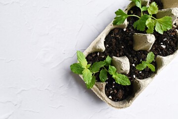 Home grown fresh mint on the white background