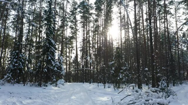 Drone shot flying on winter forest. Slow flight in forest on winter season.
