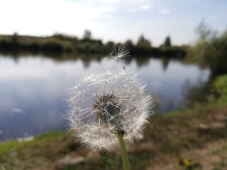 dmuchawiec © Anna