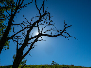 Dead Tree Silhouette