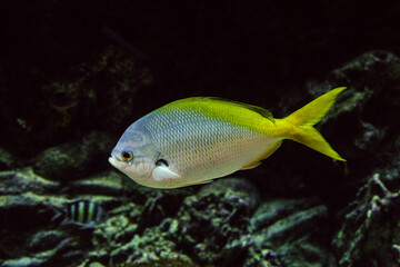 Caesio teres fish under water. Cesium yellow-back fusilier.