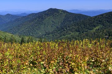 会津駒ヶ岳から見た三岩岳