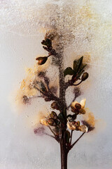 White flowers in ice