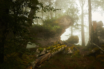 bosque con mucha niebla