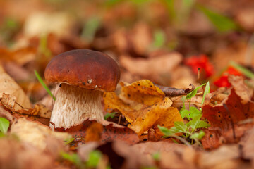 Bolete mushroom (penny bun mushroom) growing on the forest floor in autumn leaves.
