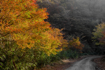 Mountain road covered with autumnal trees