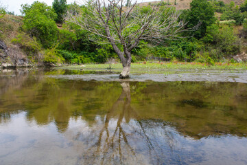 A flooded tree during mid-summed in a swamp area on Olt's Valley in Romania.