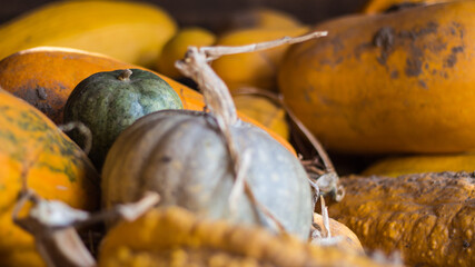 A pile of pumpkins with diverse shades of color in a barn prepared for carving before Halloween.