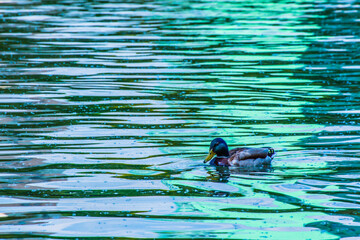 Duck wandering on the lake in Alexandru Ioan Cuza Public Park, Bucharest, Romania.