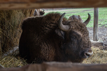 Fototapeta premium Close-up of an adult wisent sleeping in the natural reserve's stable.