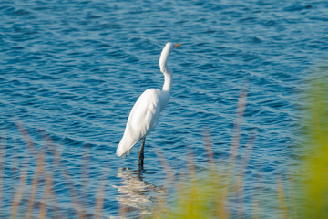 A wading Great Egret turns it back to the sun soaking in rays on its white plumage while stalking for prey in the mud flat tidal waters of the threatened marine estuary river delta wetland ecosystem