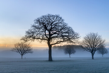 Trees in the mist at sunrise on a frosty winter morning