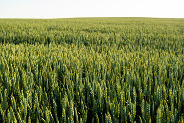 Young green wheat growing in agricultural field. Unripe cereals. The concept of agriculture, organic food. Wheat sprout growing in soil. Close up on sprouting wheat in sunset.
