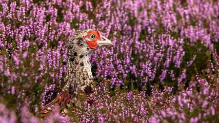 A juvenile pheasant amongst purple heather