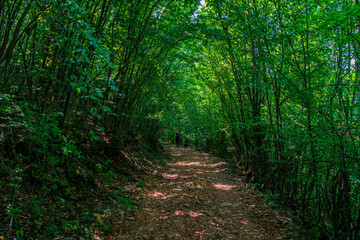 Fototapeta premium Forest