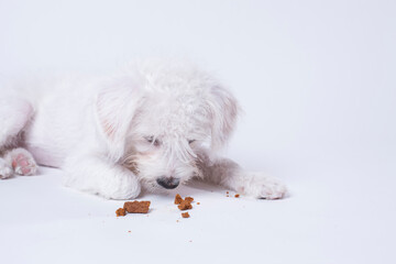 West Highland Terrier eating some treats