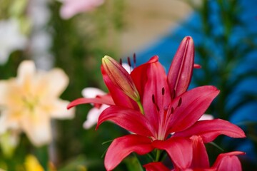 花のクローズアップ写真