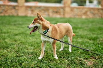 Naklejka na ściany i meble Beautiful Shiba inu dog confident and happy at park