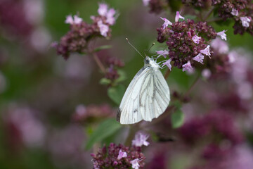white butterfly sits on a purple lavenda flower. 
