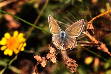butterfly on leaf