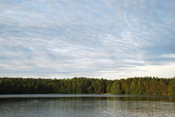 Green forest on the shore of the lake. Summer day the surface of the lake water with fine ripples, on the other side of the almost solid wall stands a green coniferous forest. Trees with brown trunks.