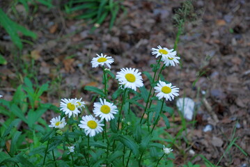 White-yellow daisies on the background of the earth. Several flowers of common chamomile grew in...