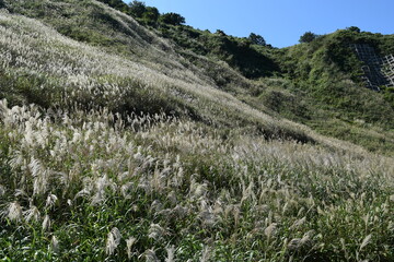 ススキ 秋の景色