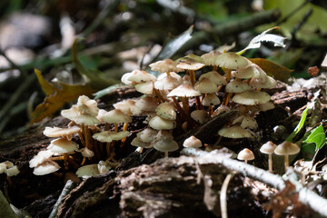 wild mushrooms grow below the trees of the forest in early fall
