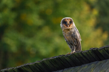 Owl in evening. Barn owl, Tyto alba, black dark form perched on old wooden fence in village. Beautiful owl with heart-shaped face. Urban wildlife. Rare dark form of bird. Isolated on green background.