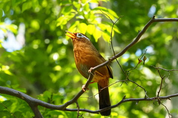robin on a branch