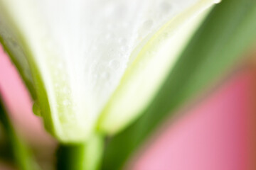 Macro flower blossom with water droplet. Abstract nature blurred background. Beautiful Macro shot with tender wet blossom.