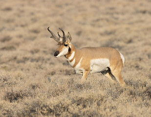 Naklejka na ściany i meble pronghorn antelope, bucks, 