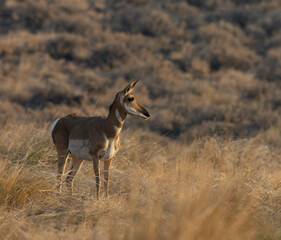 pronghorn antelope, bucks, 