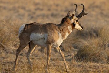 pronghorn antelope, bucks, 